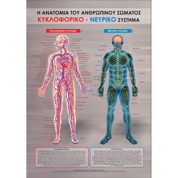 Αφίσα νευρικού συστήματος 100x70 cm πλαστικοποιημένη (Εκδόσεις Τσακνάκης Νίκος)