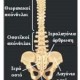 Ζώνη ιερολαγονίας χαμηλής συμπίεσης Donjoy SI 11-1571