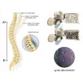 Νάρθηκας Θ.Ο.Μ.Σ.Σ με κορδόνι συμπίεσης SPINE S/M