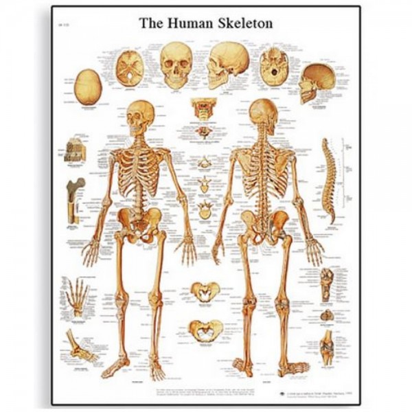 Διάγραμμα ανθρώπινου σκελετού 3B Scientific